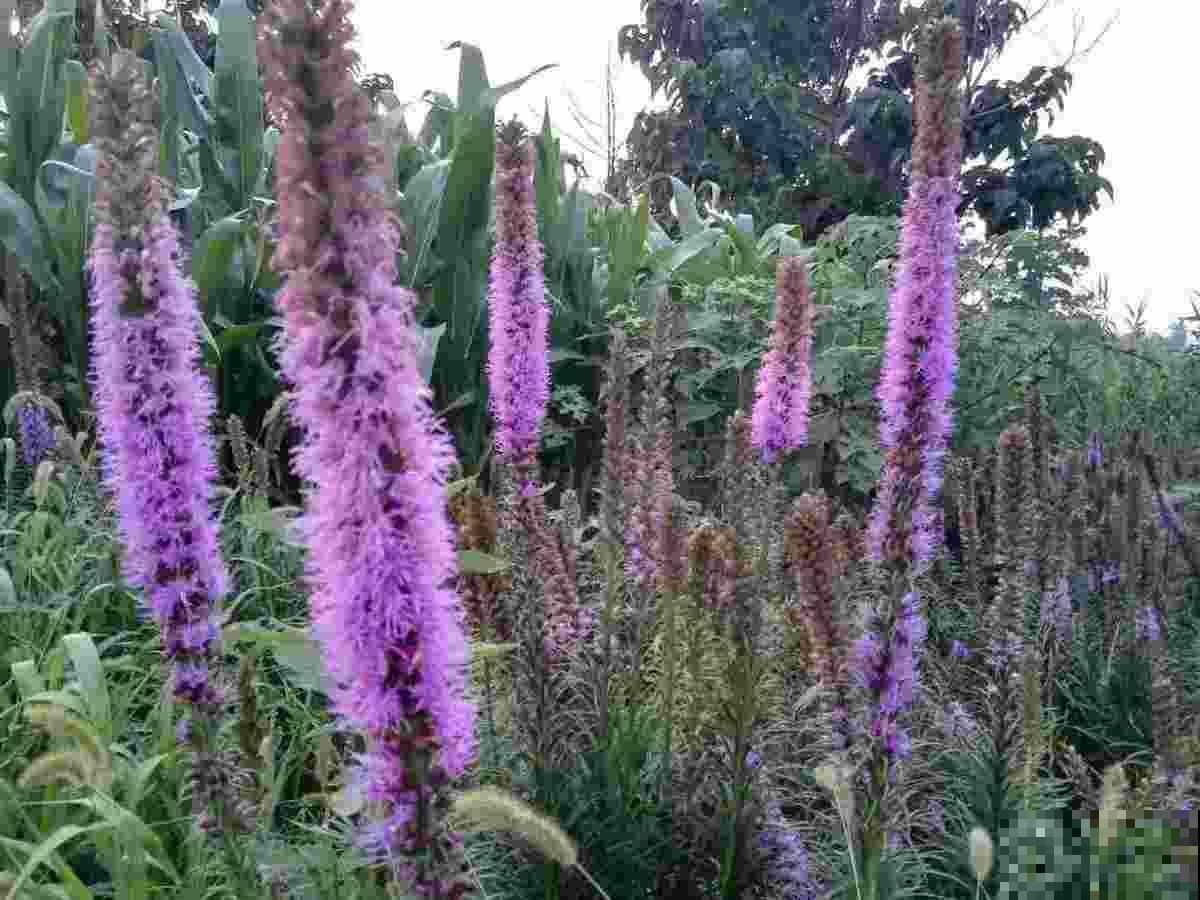 十二生肖花，每一种都代表一个属相，来看看你是哪一种