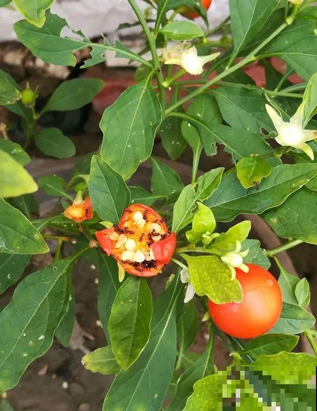 10种花有剧毒,遇到千万别乱碰,小心中毒! 10种花有剧毒,遇到千万别乱碰,小心中毒!