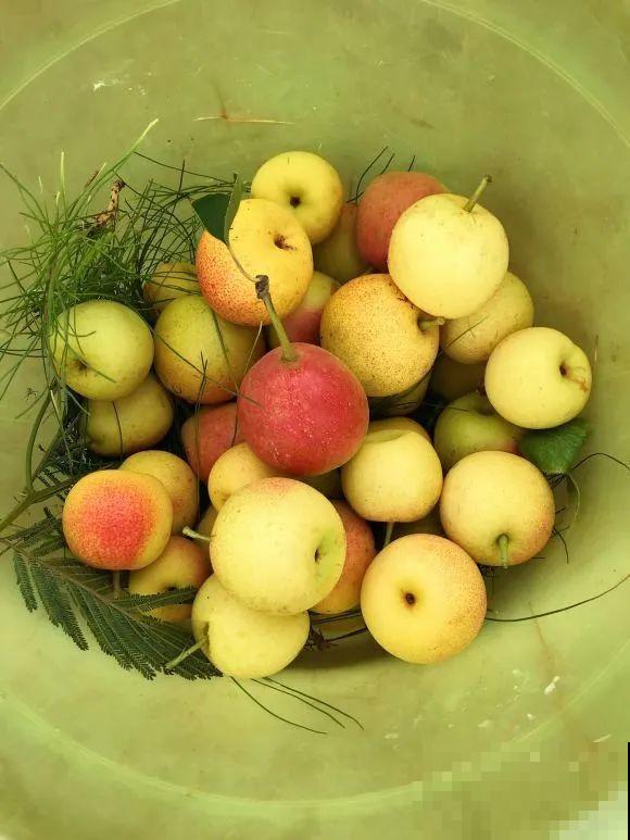 女儿辞职，回家养花，老爸说：15亩地，你负责养花，我负责蔬果！