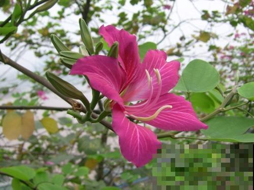 中国各城市市花，都在这里了，看看你所在的城市是什么花吧！