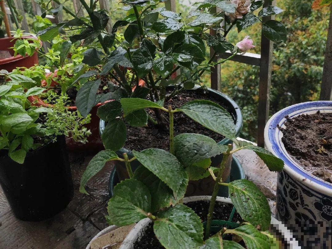 可以浇花的药,过期也要留着,保花不生虫、不生病! 可以浇花的药,过期也要留着,保花不生虫、不生病!