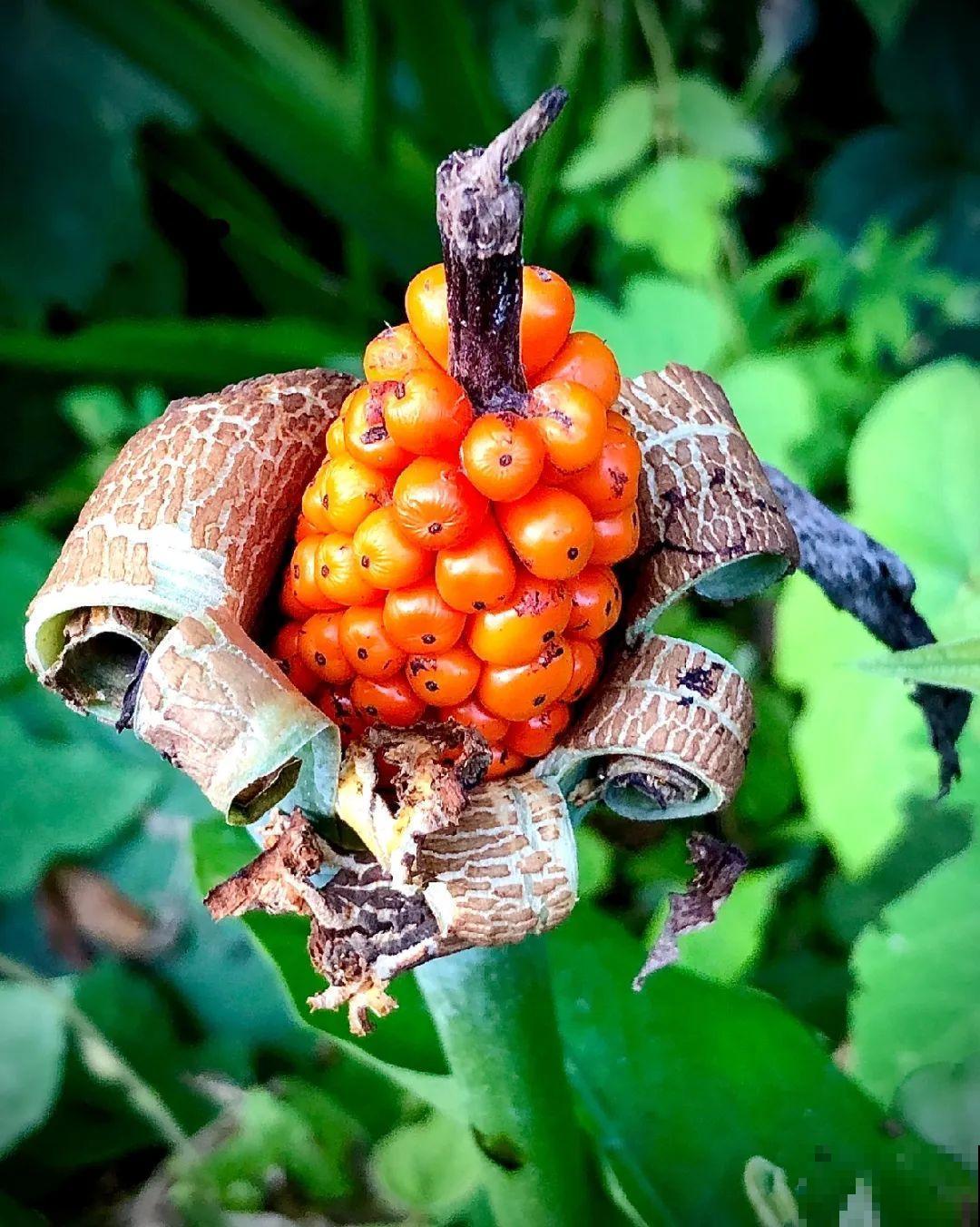 有些花有毒,家里有孩子要注意,不能乱碰 有些花有毒,家里有孩子要注意,不能乱碰