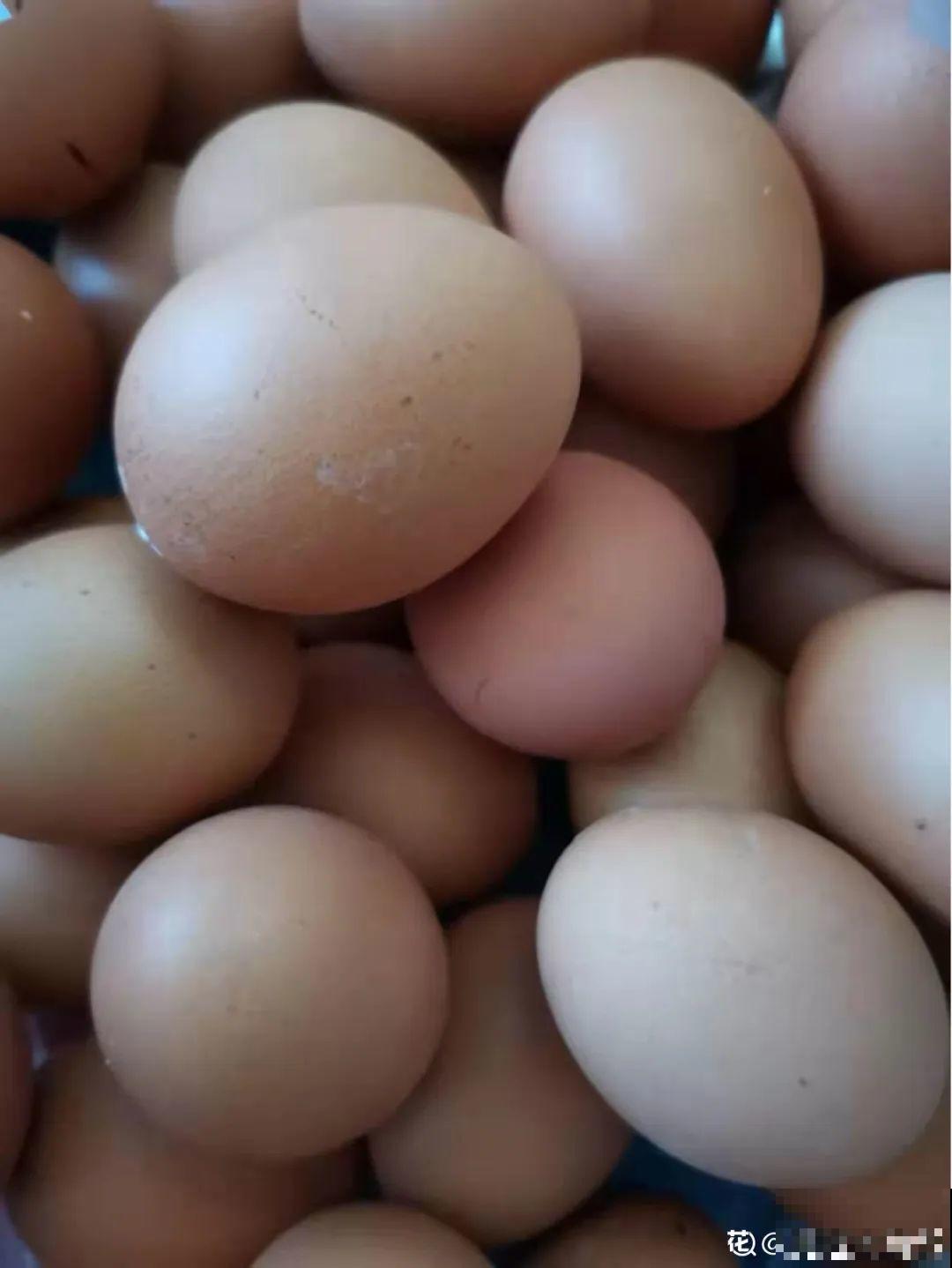 花盆里埋一捆电线，竟然再也不黄叶，花还蹭蹭开爆！