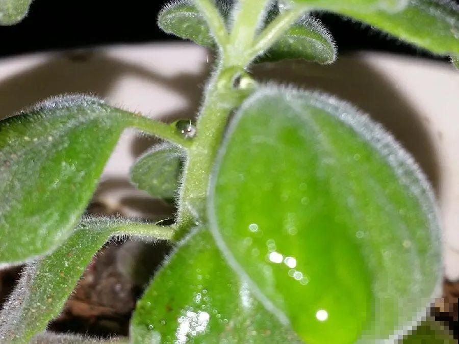 可以浇花的药,过期也要留着,保花不生虫、不生病! 可以浇花的药,过期也要留着,保花不生虫、不生病!