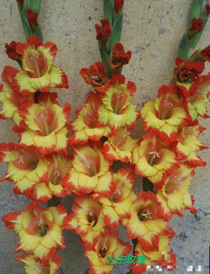 大门口种一丛它，开花一串几十朵，邻居天天跑来看！