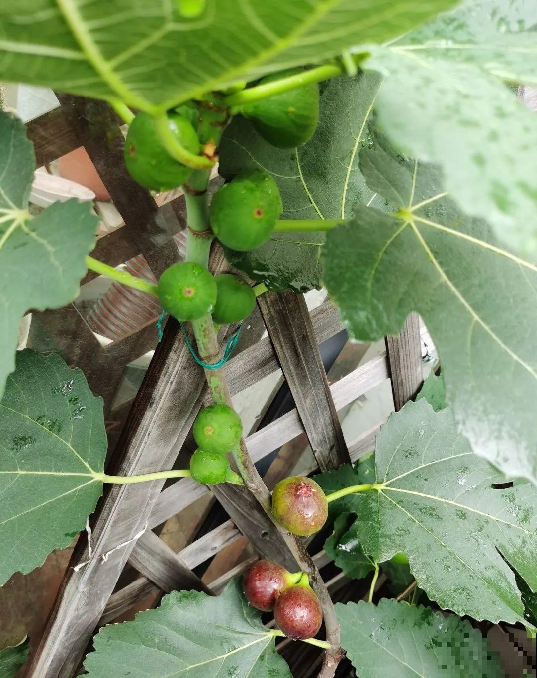 不起眼的6种花，泡茶喝，原来对身体这么好！