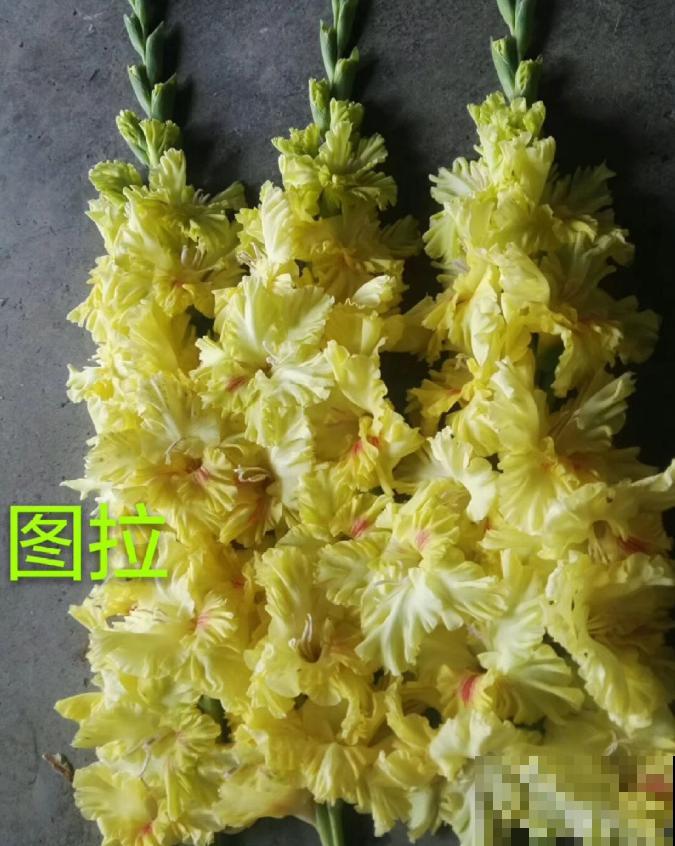 大门口种一丛它，开花一串几十朵，邻居天天跑来看！