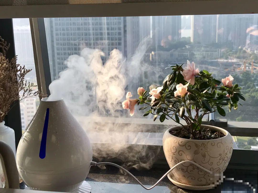 38℃高温，家里的花挺不过去，只剩盆了！