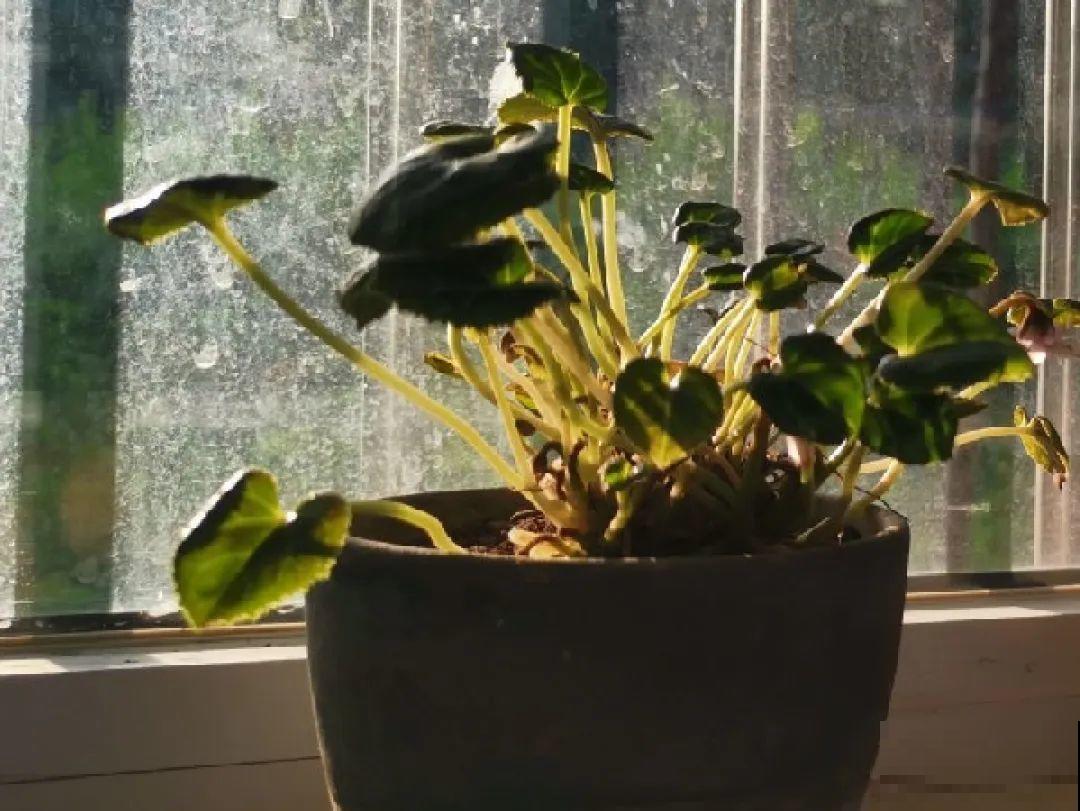 现在开花不一定是好事,赶紧剪掉,才能正常活 现在开花不一定是好事,赶紧剪掉,才能正常活