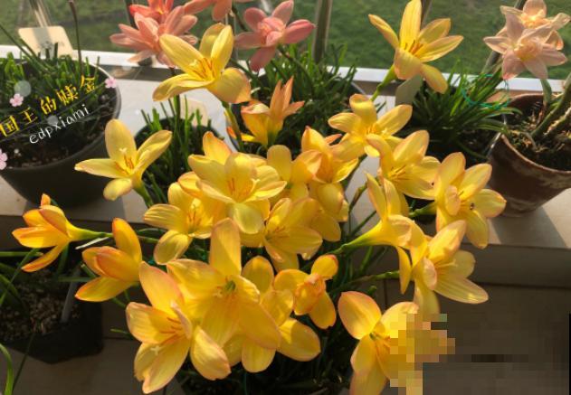 奇葩的催花方式:淋雨,越淋雨越开花! 奇葩的催花方式:淋雨,越淋雨越开花!