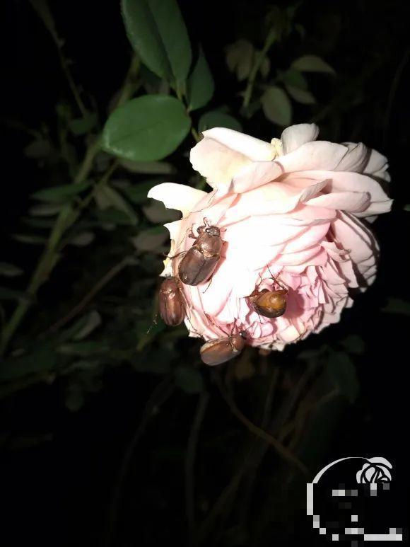 女儿辞职，回家养花，老爸说：15亩地，你负责养花，我负责蔬果！