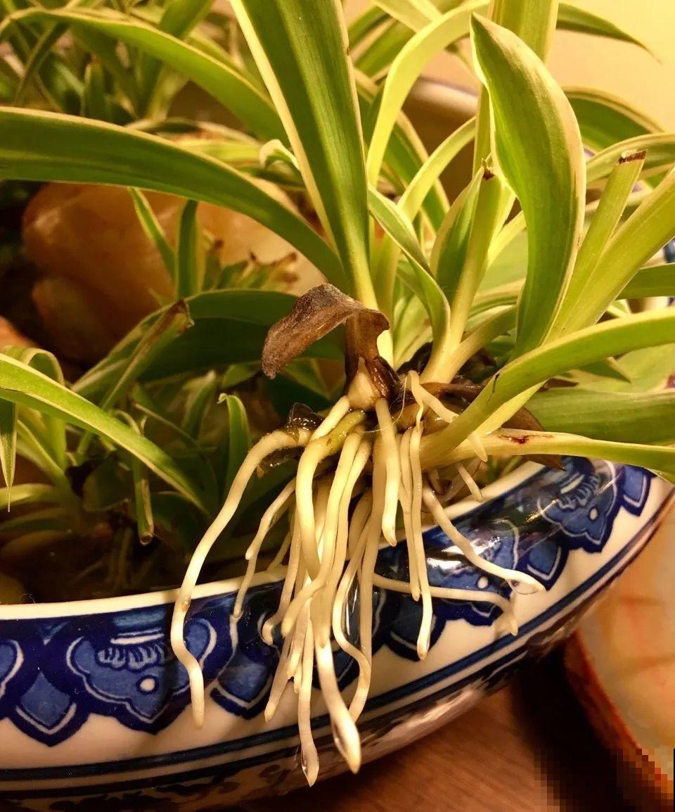 红掌喜欢纯水养，根长成人参，养10年都行！