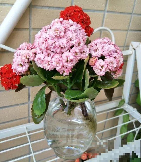 红掌喜欢纯水养，根长成人参，养10年都行！