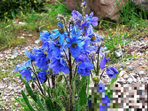 各国的国花,居然被他编成一首诗,太有才了! 各国的国花,居然被他编成一首诗,太有才了!