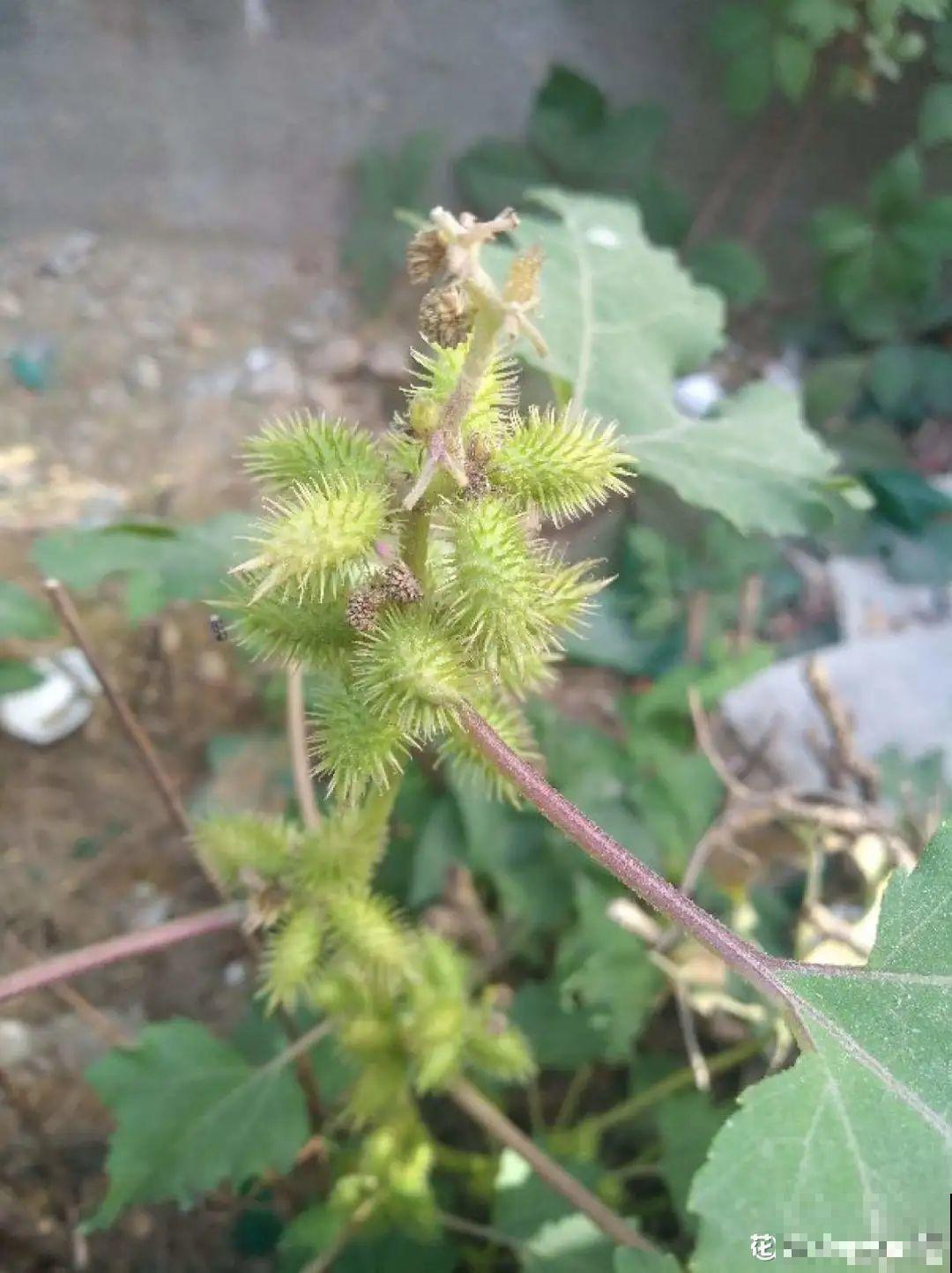 10种花有剧毒,遇到千万别乱碰,小心中毒! 10种花有剧毒,遇到千万别乱碰,小心中毒!