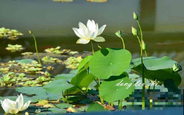 植物界2大成功定律:荷花定律、竹子定律! 植物界2大成功定律:荷花定律、竹子定律!