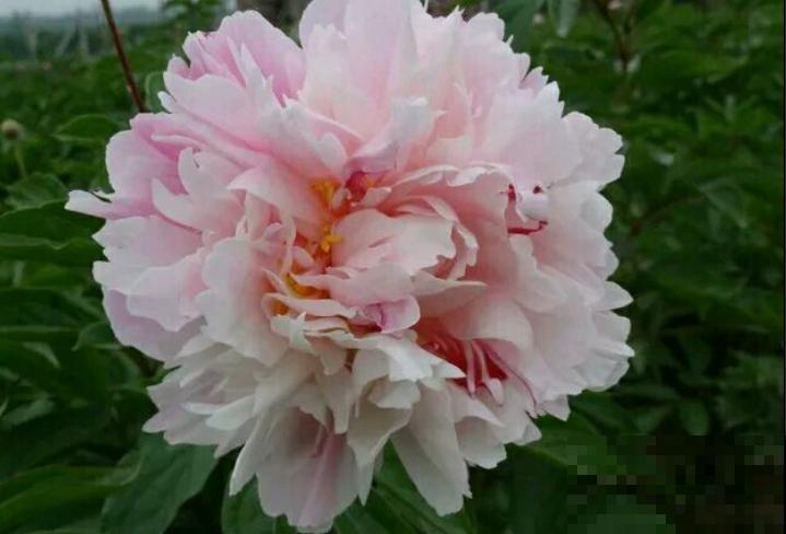 4种人间富贵花,雍容典雅、富贵逼人,一眼就被吸引了! 4种人间富贵花,雍容典雅、富贵逼人,一眼就被吸引了!