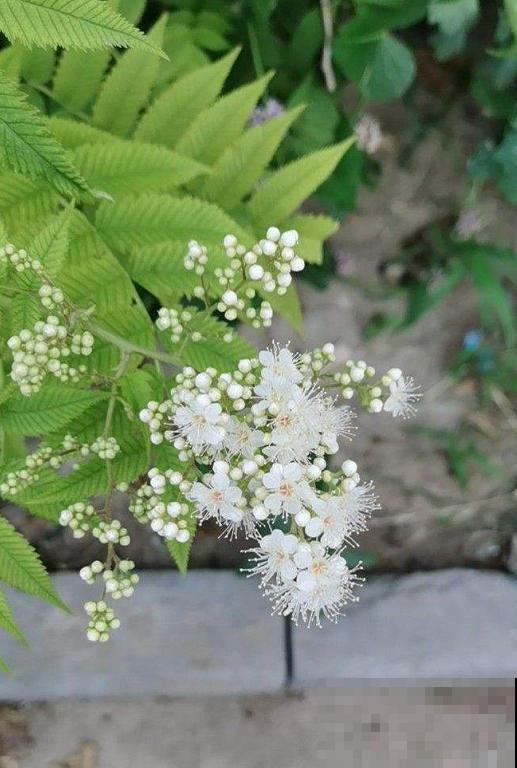 路边常见的4种花，名字里带梅，却不是梅花！