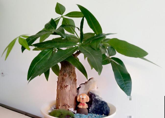 家里有这6种花,赶紧擦点啤酒,叶子长得黑绿油亮! 家里有这6种花,赶紧擦点啤酒,叶子长得黑绿油亮!