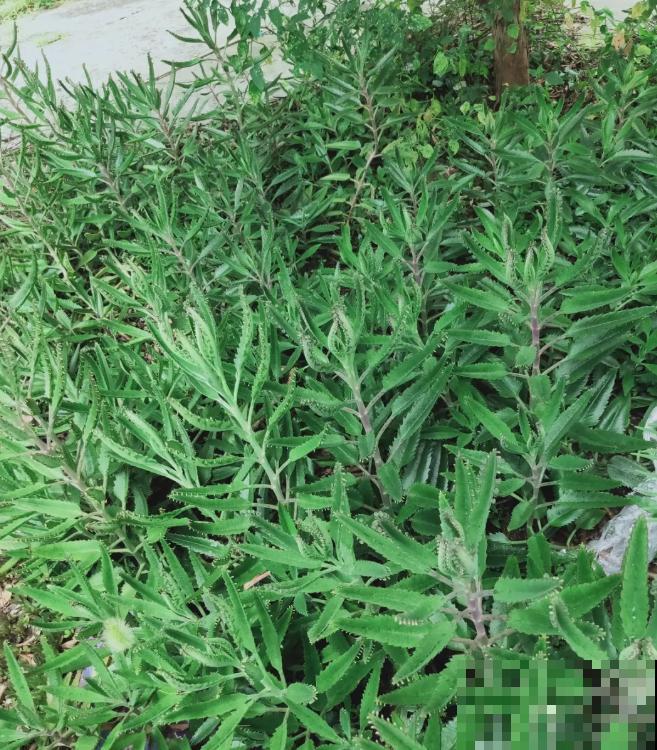 这花太能生崽，恨得用脚踩，结果越踩长得越多！