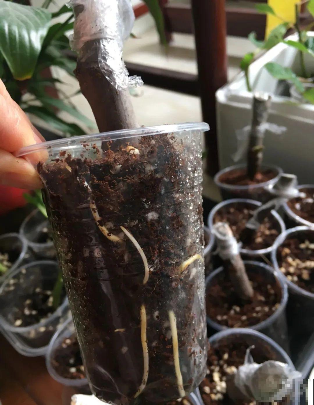 路边掐几根大粗枝,5天就生根,结果沉甸甸! 路边掐几根大粗枝,5天就生根,结果沉甸甸!