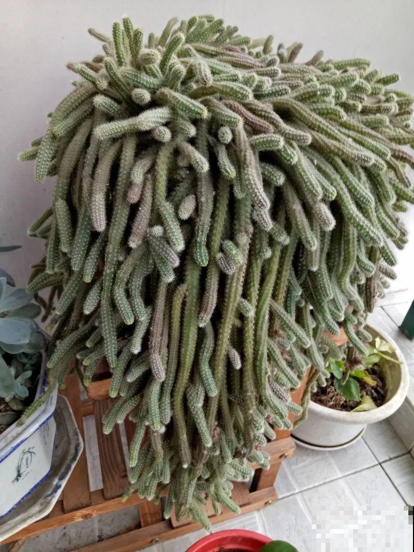 这花3年没浇水，却疯长得把盆撑爆，懒人福利啊！