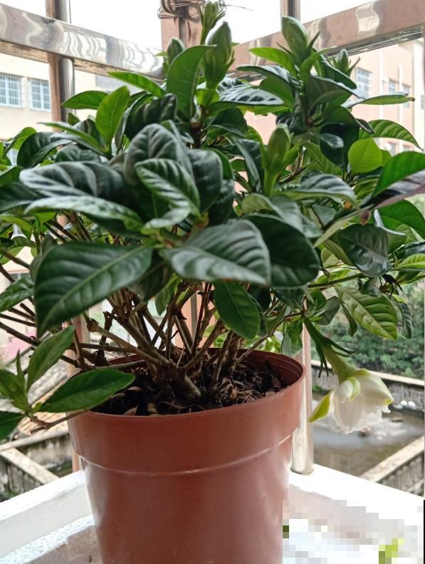 修剪最佳时机到了，有这花赶紧剪，晚了再也不开花！