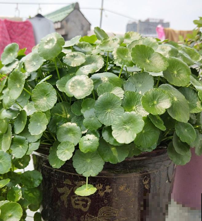 一个大男人,特别喜欢养花,这是种什么样的心态? 一个大男人,特别喜欢养花,这是种什么样的心态?