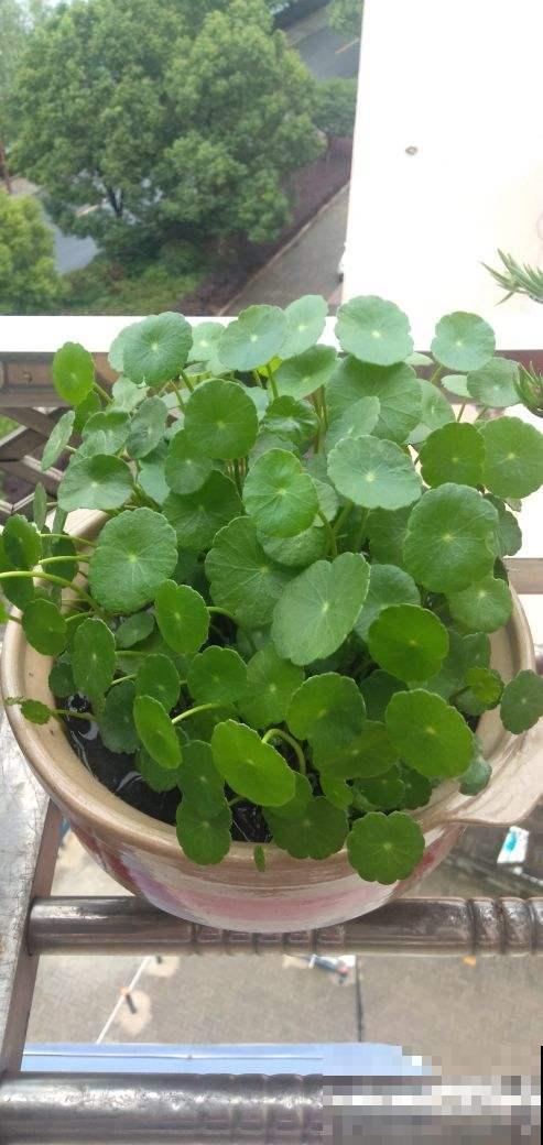 家里养盆不死鸟，叶子落土里就长新芽，繁殖速度堪比生物入侵