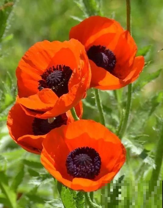 农村看到这种花,赶紧拔掉,养一棵也违法! 农村看到这种花,赶紧拔掉,养一棵也违法!