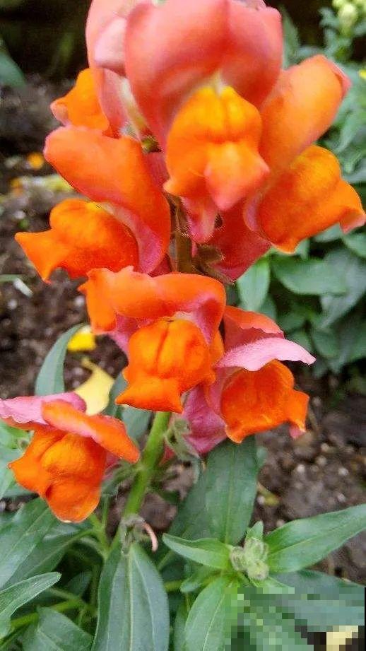 家里养这4种花，呼呼窜2米，开花成一串