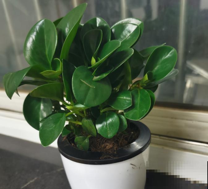 家里有这6种花,赶紧擦点啤酒,叶子长得黑绿油亮! 家里有这6种花,赶紧擦点啤酒,叶子长得黑绿油亮!
