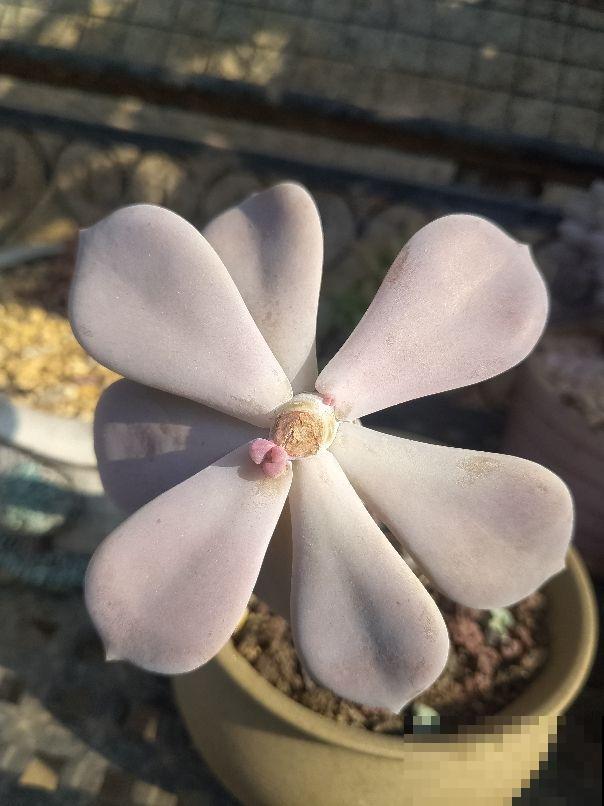 多肉市场上的骗局,赶紧记住,遇见了少上当 多肉市场上的骗局,赶紧记住,遇见了少上当