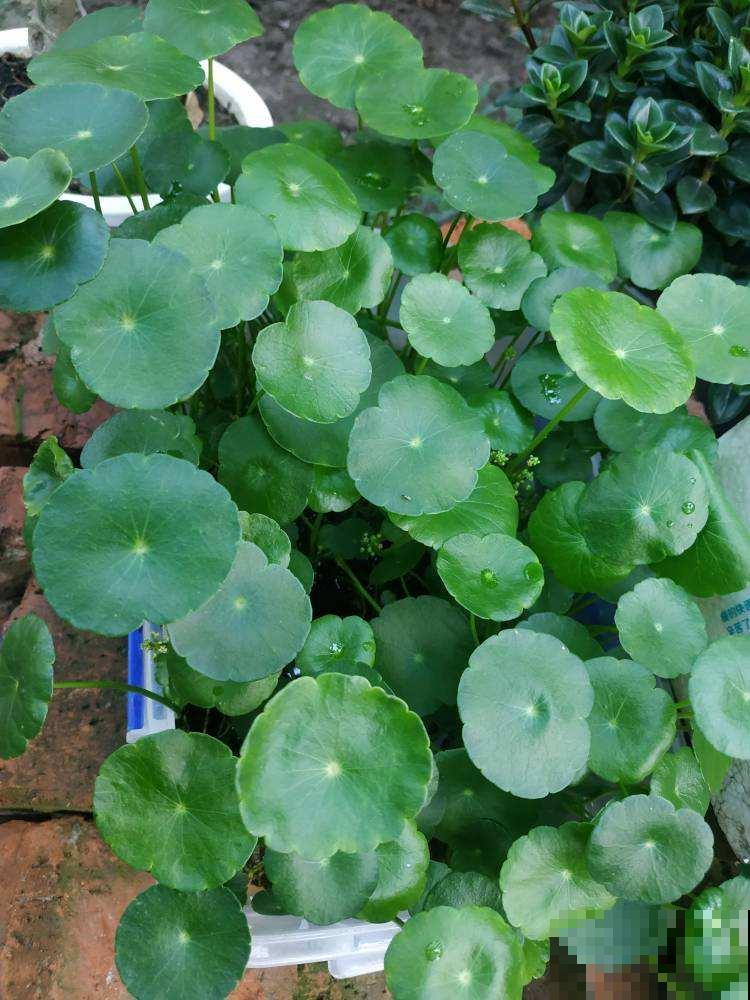 现在流行种草啦,6种草比花还要美,只养一种就够了 现在流行种草啦,6种草比花还要美,只养一种就够了