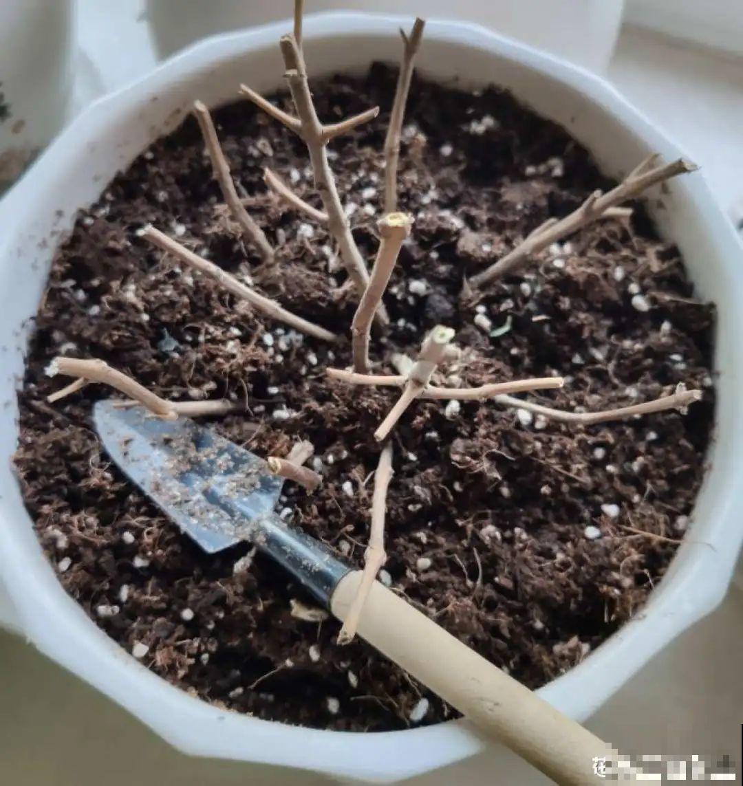 9种花,夏天剃个小平头,平平稳稳度夏天 9种花,夏天剃个小平头,平平稳稳度夏天