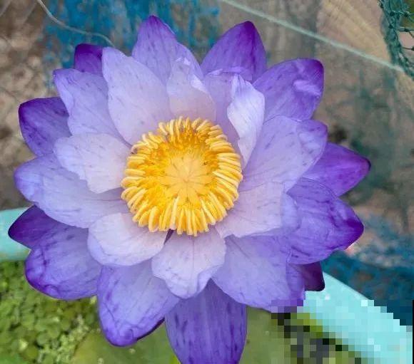 10种花,不怕风吹雨淋,不怕暴晒干旱,四季爆开花,堪称花坚强! 10种花,不怕风吹雨淋,不怕暴晒干旱,四季爆开花,堪称花坚强!