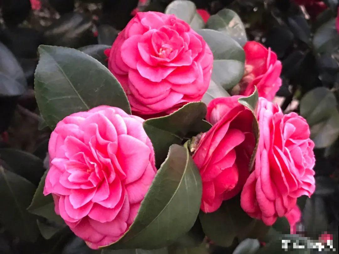 公认难养的20种花,养一盆死一盆,下次还敢买? 公认难养的20种花,养一盆死一盆,下次还敢买?