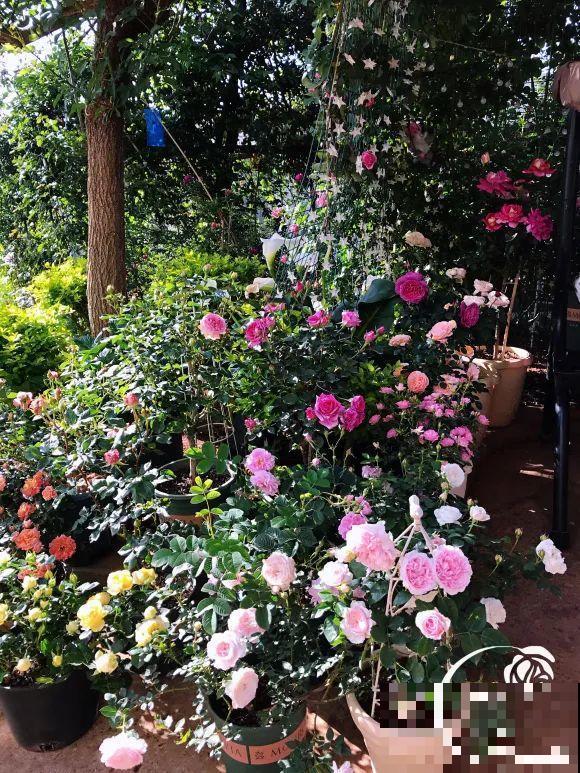 女儿辞职，回家养花，老爸说：15亩地，你负责养花，我负责蔬果！