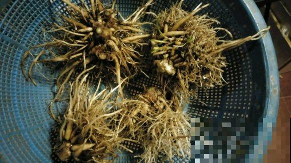 三伏天来了,这4种花赶紧断水,一浇一个死! 三伏天来了,这4种花赶紧断水,一浇一个死!