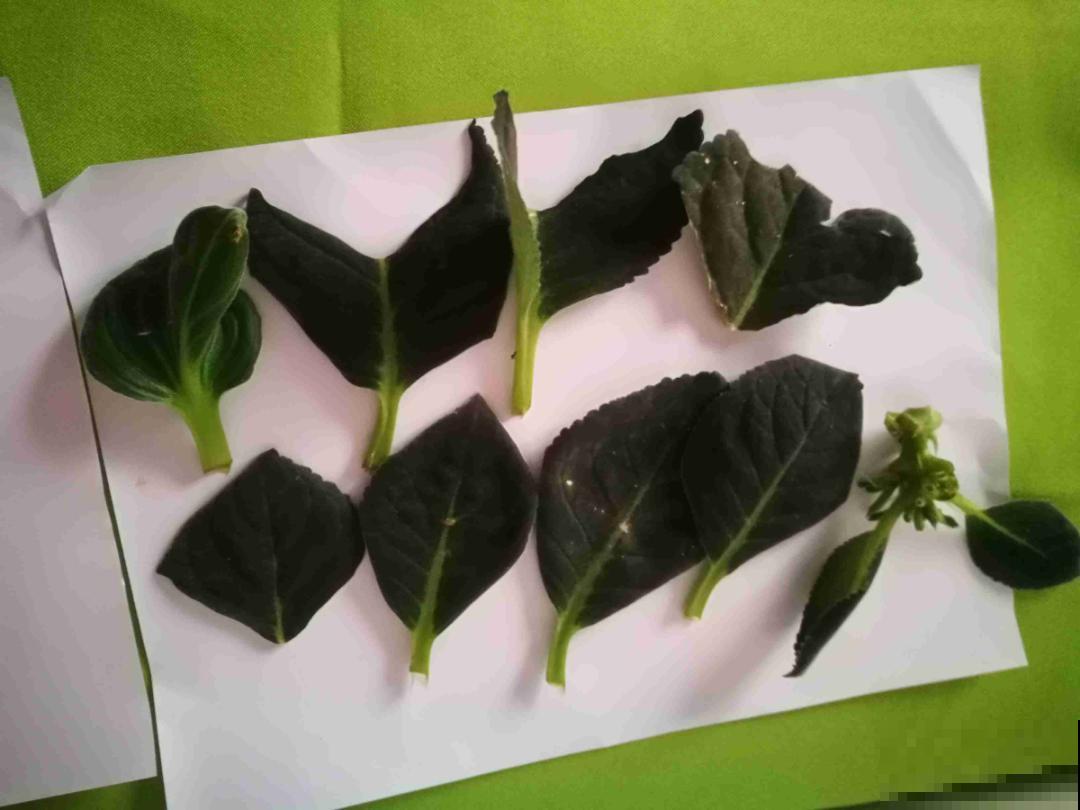 养花要狠得下心,枝条剁八段,呼呼长成新盆栽 养花要狠得下心,枝条剁八段,呼呼长成新盆栽