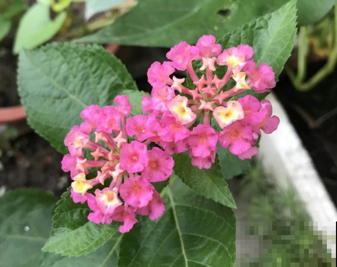 这些植物名字很难听，我都叫不出口，但是开花超级美！