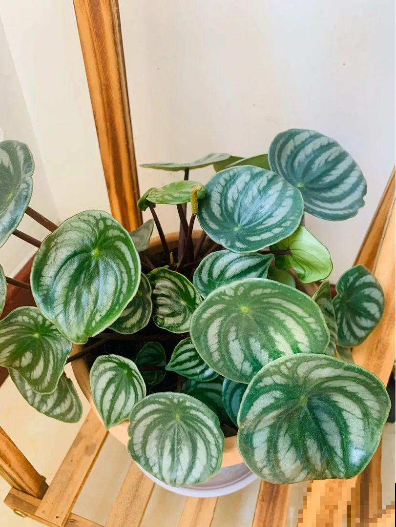 12种花，堪称“耐阴王”，比绿萝好看一万倍！