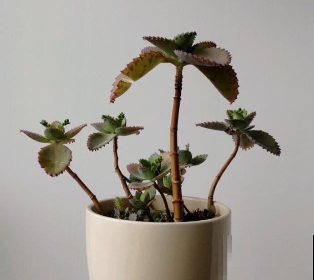 这花太能生崽,恨得用脚踩,结果越踩长得越多! 这花太能生崽,恨得用脚踩,结果越踩长得越多!