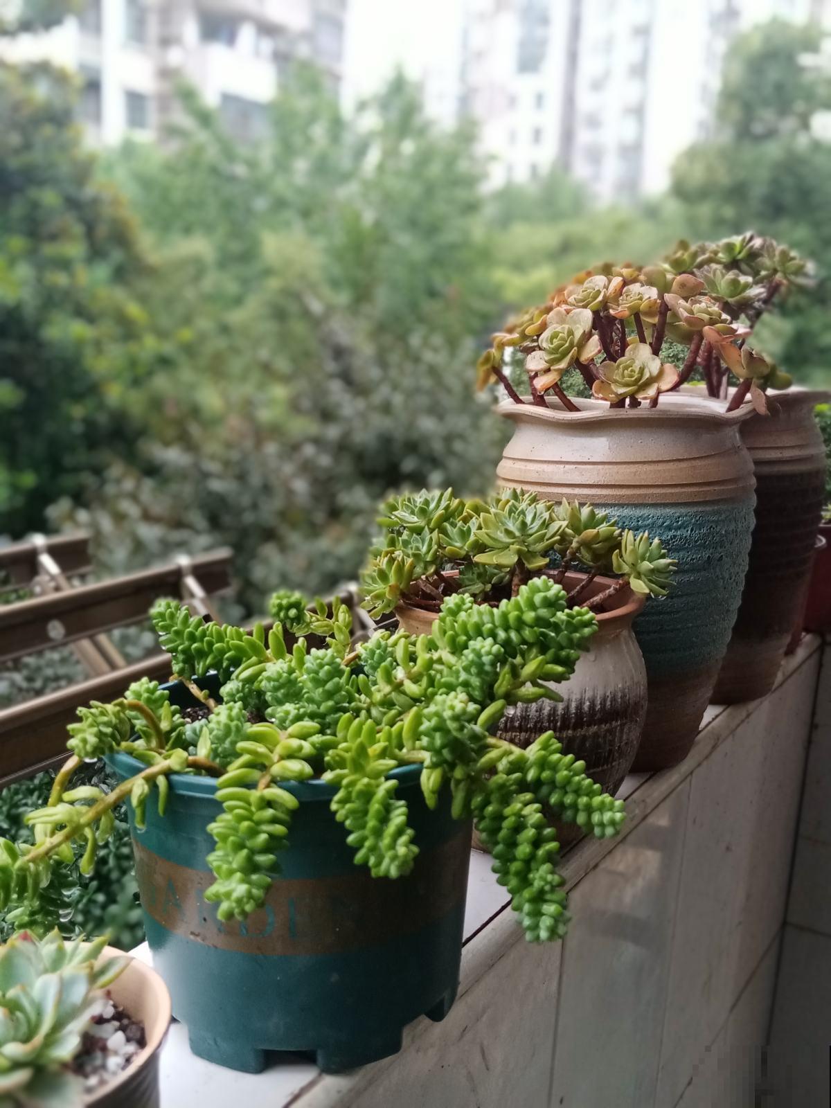 多肉市场上的骗局,赶紧记住,遇见了少上当 多肉市场上的骗局,赶紧记住,遇见了少上当