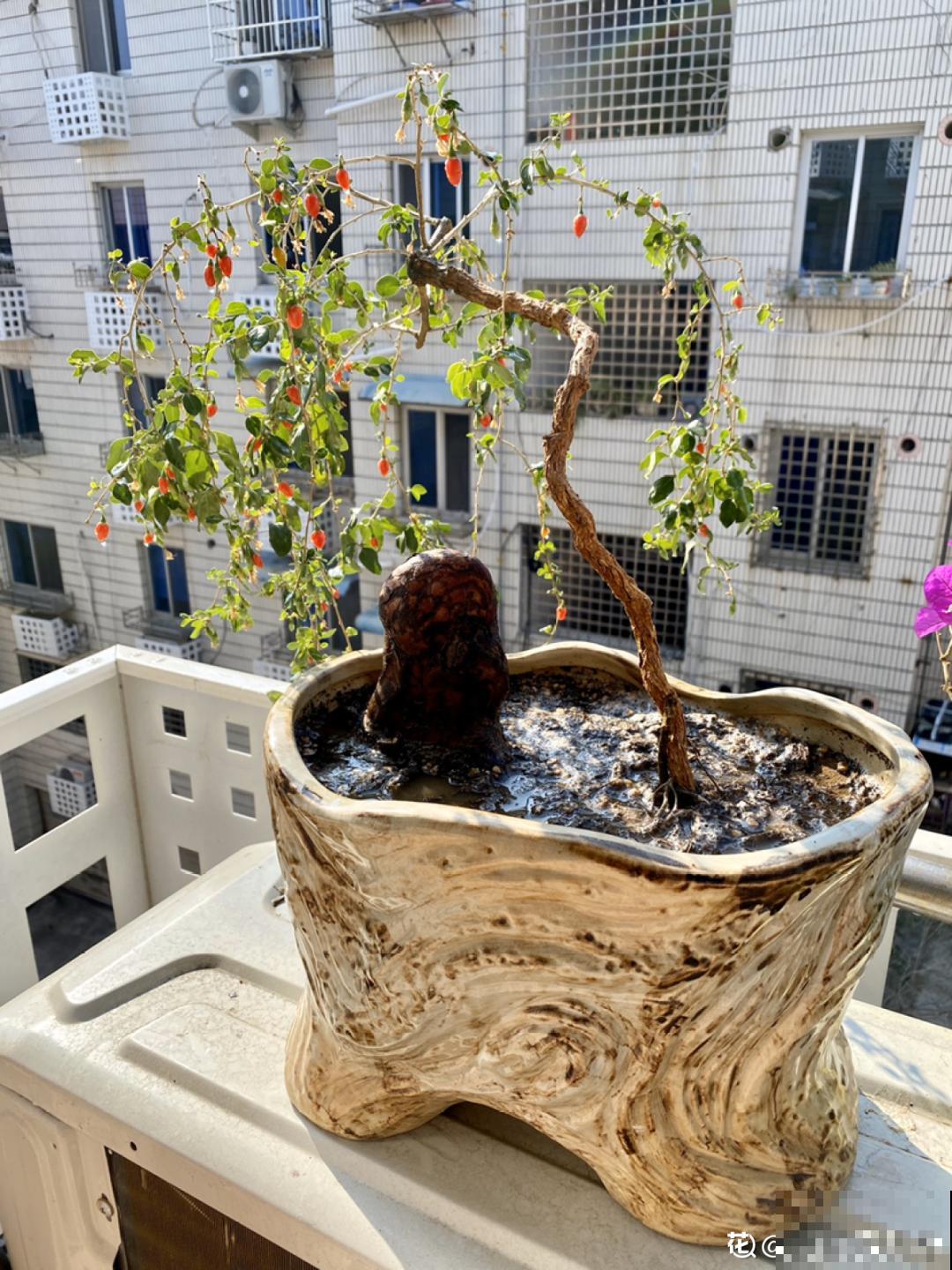 家里养盆松,代代出富翁,镇宅守家寓意好! 家里养盆松,代代出富翁,镇宅守家寓意好!