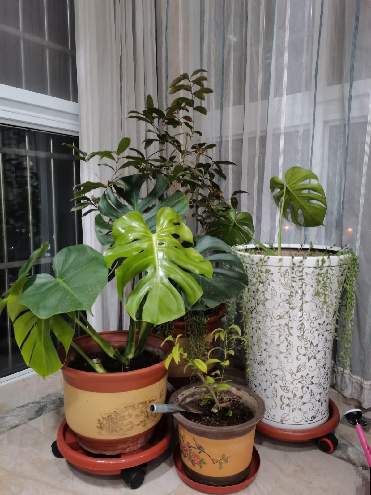 花市的花,叶子亮的闪眼睛,小心点,可能是喷了药 花市的花,叶子亮的闪眼睛,小心点,可能是喷了药