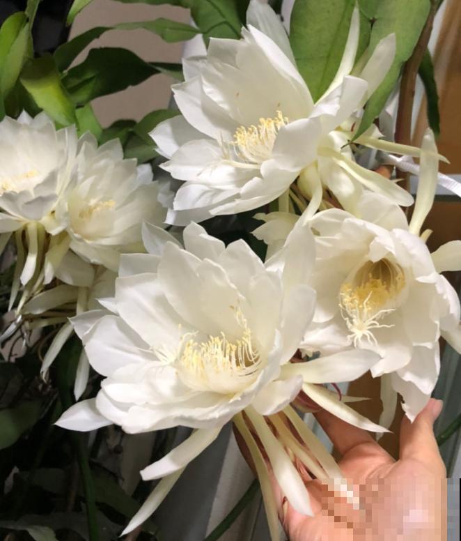 搬个椅子守了一晚上,就为了看昙花,我真是太拼了! 搬个椅子守了一晚上,就为了看昙花,我真是太拼了!