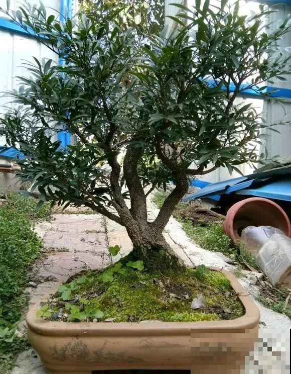 养这花，10年都不用换盆，照样养成传家宝