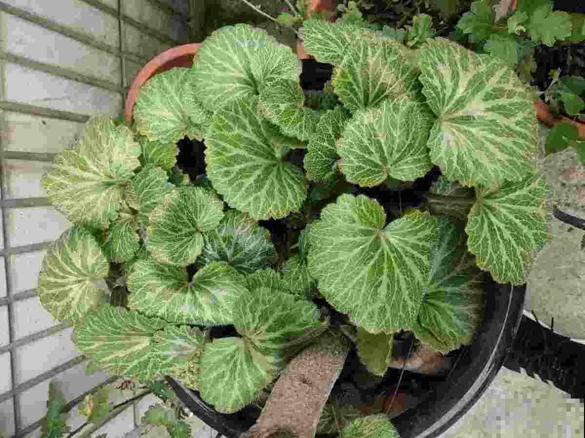 十二生肖花，每一种都代表一个属相，来看看你是哪一种