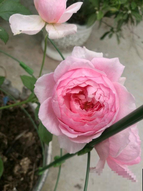 这些花,名字真让人尴尬,一读出来都没法听! 这些花,名字真让人尴尬,一读出来都没法听!